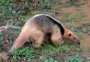 Tamandua - murachy cztery palce